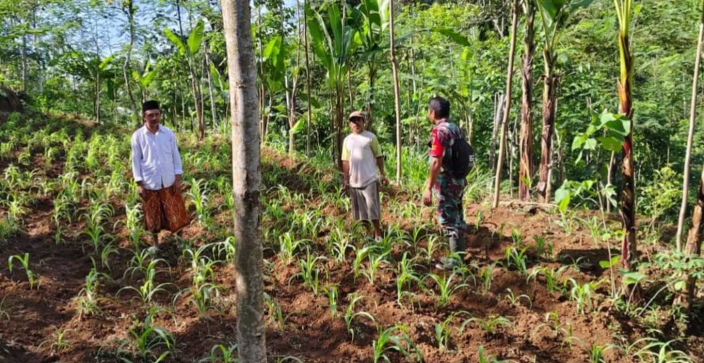 Babinsa Jeruk Pendampingan Pengecekan Lahan Jagung Petani Sebagai Langkah Untuk Tingkatkan Produksi&nbsp;Pertanian