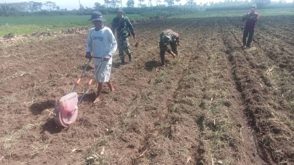Koramil Tempeh Maksimalkan Efisiensi Penanaman Jagung dengan Alat Corn Seed Planter