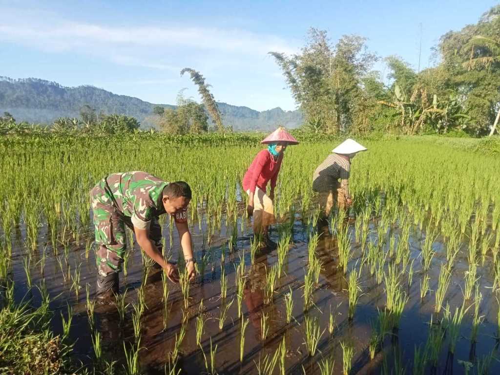 Babinsa Sumberurip Dukung Ketahanan Pangan Nasional Melalui Pendampingan Pertanian di&nbsp;Wilayah
