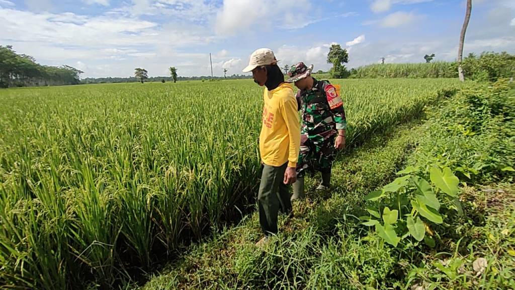 Bangun Komsos, Babinsa Tukum Berikan Pendampingan Melalui Penyemprotan Lahan Padi Warga Binaan