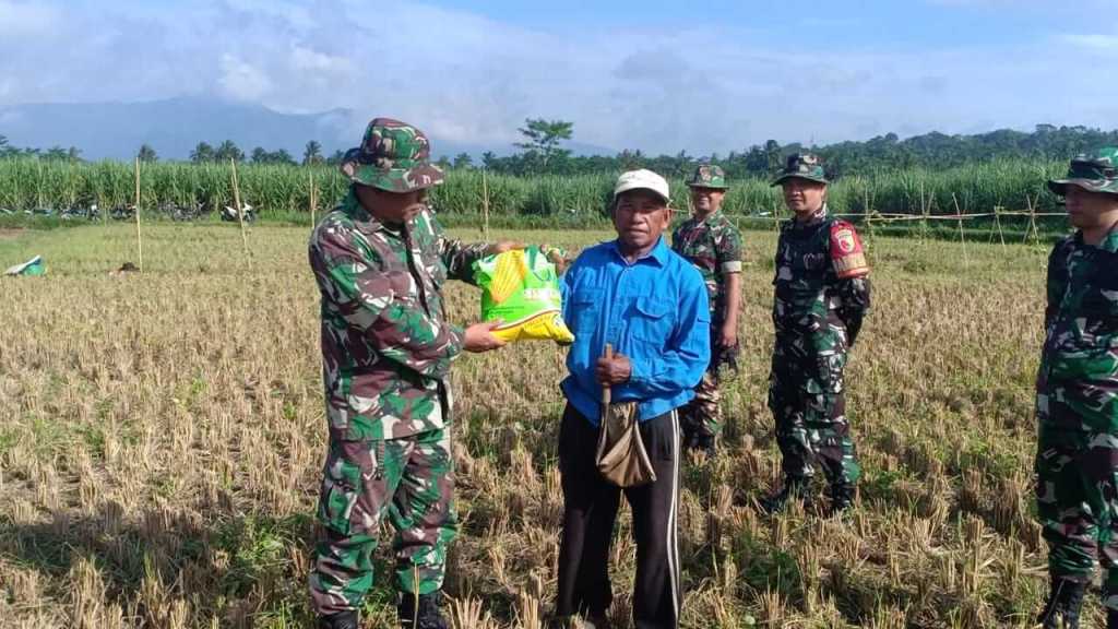 Upaya Pendampingan TNI Koramil Klakah Bantu Wujudkan Ketahanan Pangan Melalui Penanaman Jagung Serentak di Gapoktan Gunung&nbsp;Makmur