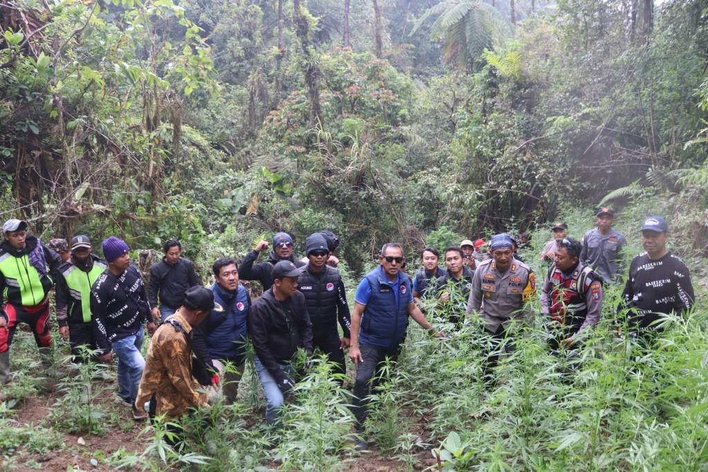 38 Ribu Pohon Ganja Di Amankan Polres Lumajang Dan Polda Jatim Di Area TNBTS