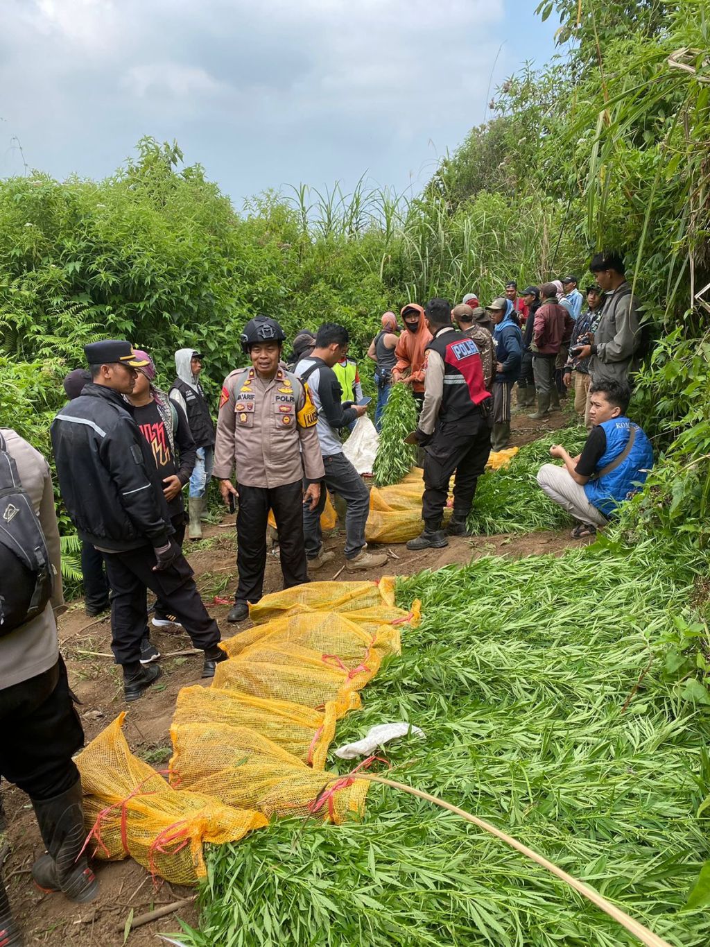 Polres Lumajang Berhasil Ungkap Petani Ganja Lereng Semeru 10 Ribu Pohon